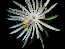 While the blooms only last 24 hours or less, they are splendid enough to attract eager pollinators during the night. Night Blooming Flowers Hgtv