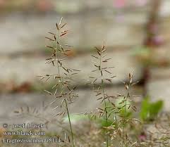Image result for Eragrostis exasperata