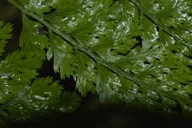 Image result for Polypodiaceae