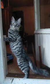 Black And Grey Tabby Cat Personality Black Silver Mackerel Tabby Angora Cats Silver Tabby Cat Turkish Angora Cat