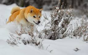 Wir zeigen dir, wie du deine winterbilder optimieren kannst, damit der schnee weiß wirkt. Tiere Im Winter Hintergrundbilder Hd Hintergrundbilder
