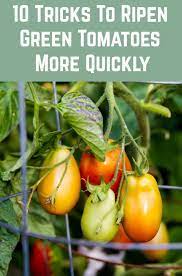 10 Tricks To Ripen Green Tomatoes More Quickly Ripen Green Tomatoes Fall Garden Vegetables Tomato