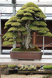 Typically, these trees come planted in garden or potting soil, which is not a suitable substrate for vigorous bonsai growth. Activities Bonsai Tree Bonsai Garden Japanese Bonsai