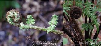 Image result for Cyathea thomsonii