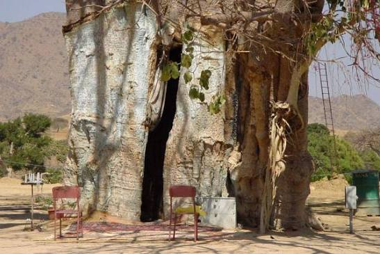 MARIAM DEARIT: la madonna del BAOBAB - Keren (Eritrea) In Eritrea, nella immediata periferia della città di Keren, accessibile da un verdeggiante e ben curato viale alberato, c'è un maestoso baobab con