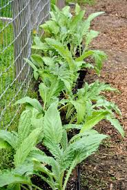 Check spelling or type a new query. Planting Artichokes And Brassicas In The Vegetable Garden The Martha Stewart Blog