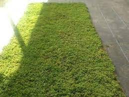 95m böschungsmatte kokos 1m breit teichfolie kokosmatte,kokosmatte 95m böschungsmatte kokos 1m breit teichfolie, teiche, bachläufe und brunnen, teichbepflanzung,95m böschungsmatte kokos 1m breit teichfolie kokosmattegarten & terrasse.kokos 1m breit teichfolie kokosmatte 95m böschungsmatte. Kokosmatten Als Rollenware Fur Garten Und Landschaftsbau