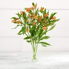 Do alstroemeria need full sun or shade? Sainsbury S Alstroemeria Bouquet Colour May Vary Sainsbury S