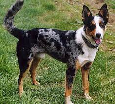 These dogs additionally possess wide skulls, strong heads. Koolie Wikipedia