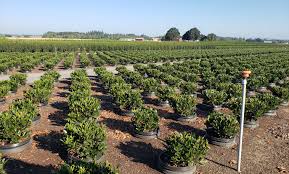 Coir plant potting media products. Black Plastic Nursery Pots Size Makes A Difference Hc Companies