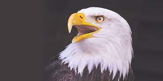Maybe you would like to learn more about one of these? What Makes Eagle Eyes So Powerful
