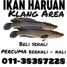 Tapi dia lebih agresif kalau dengan ikan yang. Haruan Kumpaw Photos Facebook