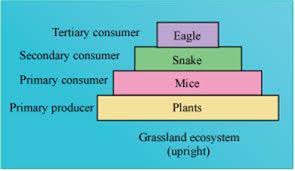 Check spelling or type a new query. Which One Of The Following Animals May Occupy More Than One Trophic Levels In The Same Ecosystem At The Same Time From Biology Ecosystem Class 12 Karnataka Board