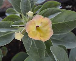 Image result for Pterodiscus angustifolius