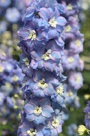 Pin On Larkspur Flower