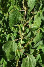 Image result for Barleria boehmii