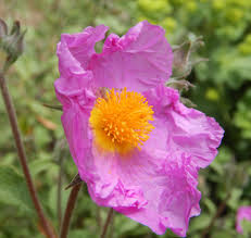 Image result for Cissus guerkeana