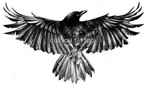 Pied Crow Black Bird With White Ring Around Neck Beto Raven Tattoo Crow Tattoo Black Bird Tattoo
