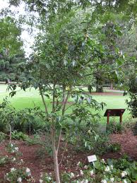 Image result for Callichilia orientalis