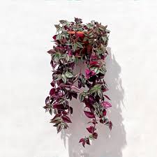We use cookies to give you the best possible experience on our website. Wandering Jew Plant Tradescantia Zebrina Care The Contented Plant