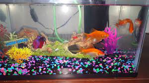 Most gastrointestinal systems work very similarly, fish currently treating my betta for bloating however her housemate in a tank of ten has been sinking from. Betta Fish And Goldfish Together Youtube