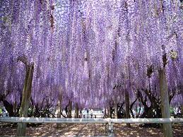 Purple Rain Byoudouin Temple Kyoto Wisteria Purple Rain Purple