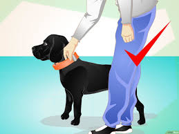 كيفية استخدام طوق كهربائي لتدريب الكلاب: 10 خطوات (صور توضيحية)