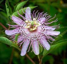 Native flowers and plants attract natural beauty, like butterflies, hummingbirds, and bees. Passiflora Incarnata L Plants Native Plant Gardening Native Garden