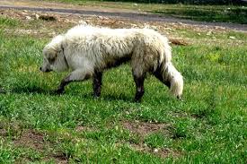 Black And White Great Pyrenees Pyr Owners Are All Too Familiar With The Black N White Great Pyrenees White Dogs Gentle Giant