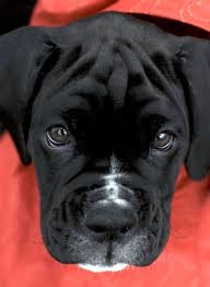 Black And White Boxer Dog Pictures Of Boxer Dog Breed In 2020 White Boxer Puppies Boxer Dog Breed Boxer Dogs