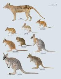 Recently Extinct Australian Marsupials Author Toni Llobet Mammals Australia Animals Extinct Animals