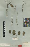 Image result for Acalypha sonderiana