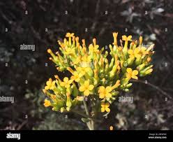 Image result for Kalanchoe crenata