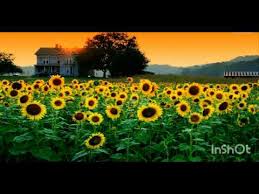 Lagi syantik upin ipin versi reggae ska remix terbaru. Bunga Matahari Mei Mei Upin Ipin