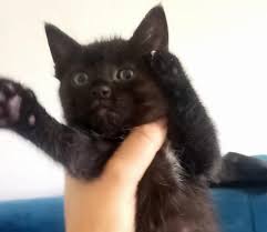 2 Aylik Disi Kum Egitimi Var Kuru Mama Yiyor Istanbul Bombay Kedisi Kedi Sahiplendirme
