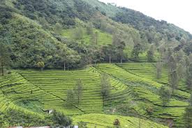 Puncak, bogor merupakan wilayah yang selalu padat dikunjungi pada akhir pekan. Pass Puncak Bogor Objek Wisata Kebun Teh Yang Indah Putra Kapuas