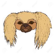 Line drawing dog stock photos and images. Cute Face Pekingese Dog Isolated On White Background Vector Royalty Free Cliparts Vectors And Stock Illustration Image 90572208