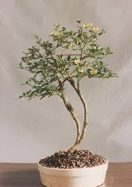 Pin On Herbal Remedies And Information