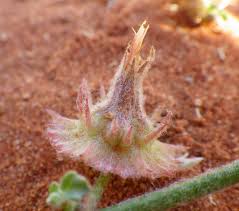 Image result for Grielum