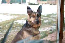 Maybe you would like to learn more about one of these? Short Haired German Shepherd Short Haired And Long Hairs Herepup