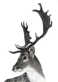 Jasmin Ekstrom Fallow Deer Stag Drawing Deer Drawing Deer Sketch Deer Art