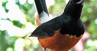 Setelah murai batu selesai mabung jika ingin adu trek murai batu pasca mabung sebaiknya lihat dulu kondisi mental murai batu kita, apakah sudah normal atau belum. Tips Cara Melatih Mental Tempur Murai Batu Muda Untuk Lomba