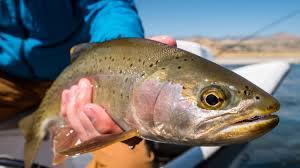 The best time to fish for trout is when the temperature is on the. Plan Your Trip Best Time To Fish Montana Mt Fly Fishing