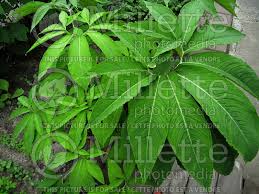 Image result for Sauromatum venosum