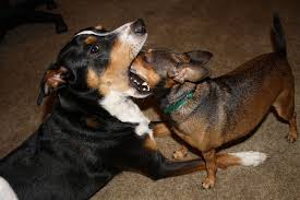 Dog Eat Dog World Streaming Movies Free Dog Movies Streaming Movies Online