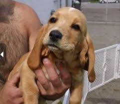 Beagle Cocker Spaniel Mix Black And Tan Basset Hound Mixes Basset Hound Mix Cocker Spaniel Mix Basset Hound