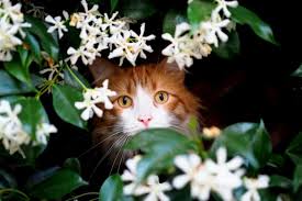 10 Flowers That Are Poisonous To Cats Great Pet Care