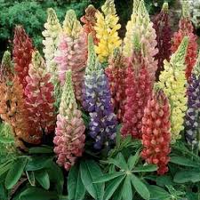 Image result for Lupinus mexicanus