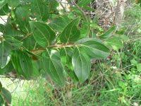 Image result for Anisophyllea boehmii