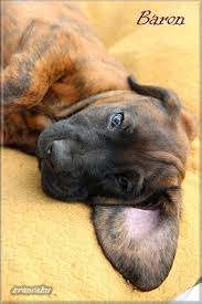 Image result for hannoverský barvář